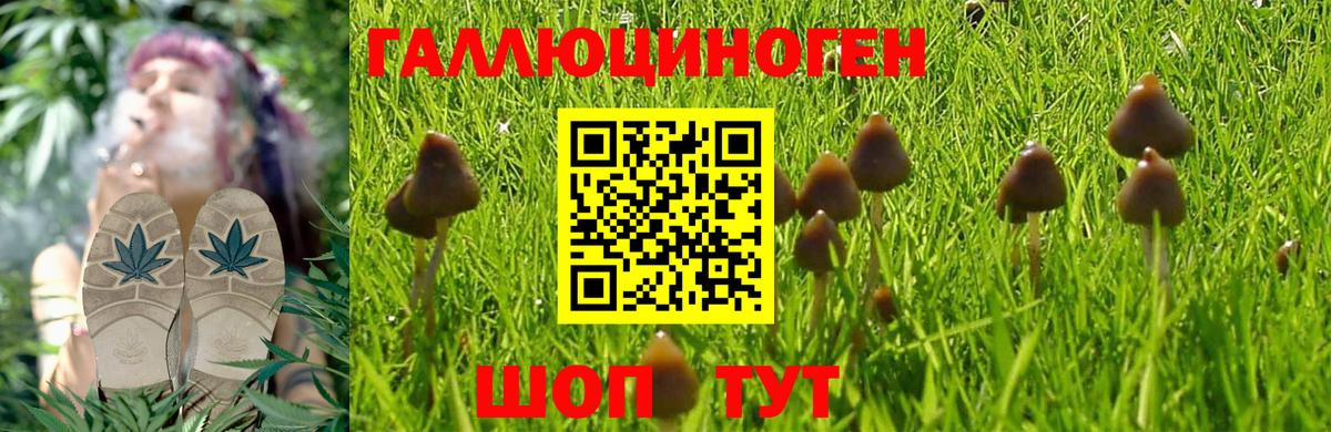 Псилоцибиновые грибы Psilocybe Выкса